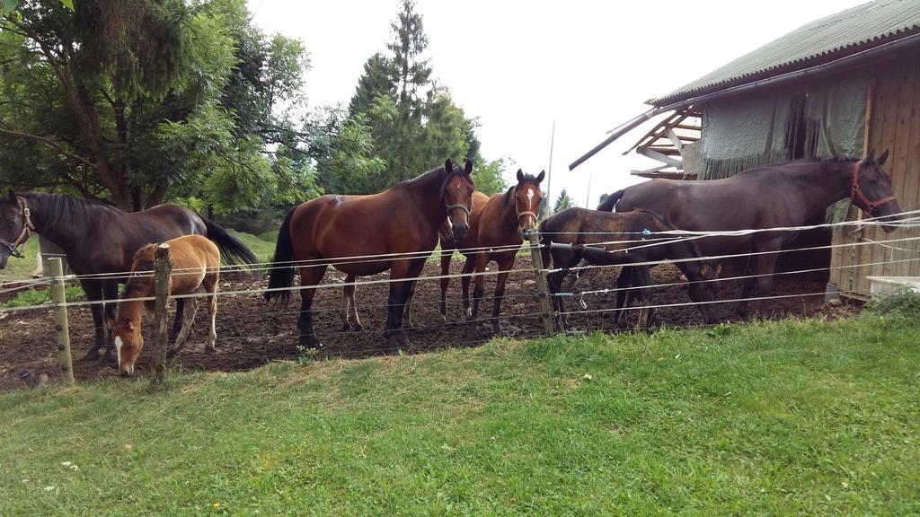 Vila Tourist Farm Znidarjevi Kozljek Exteriér fotografie